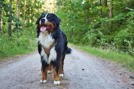 Don't miss what's happening in your neighborhood. How To Adopt A Dog In Atlanta Fees Rescues And More