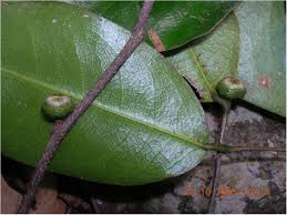 Image result for Xylopia lukei