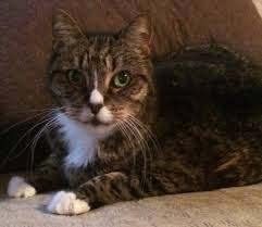 It is important to feed a cat with a special diet during this period to relieve the strain on the kidneys as much as possible and reduce the possibility of. Pet Talk Feline Oral Cancer A Silent But Deadly Disease In Cats Oregonlive Com