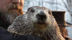 This is a list of some the most popular activities! Punxsutawney Phil 2021 6 More Weeks Of Winter 9news Com