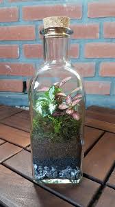 Plant Terrarium Ecosystem Bottle Terrarium Terrarium Terrarium Decor