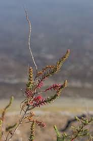 Image result for Suaeda merxmuelleri