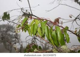 Image result for Agarista