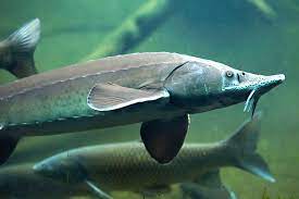 Maybe you would like to learn more about one of these? Sibirischer Stor Acipenser Baerii Fischlexikon