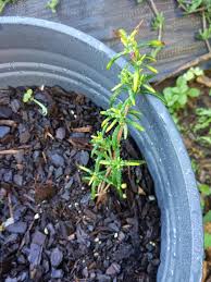 Of dried rosemary and you would rather use fresh, you will need three times as much, or two tablespoons of fresh chopped rosemary leaves. Rosemary Leaves Yellowing At Tips Gardening Landscaping Stack Exchange