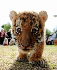 James On Twitter Animals Cute Baby Animals Cute Animals