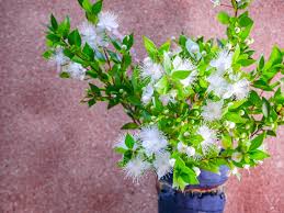 Tausende verschiedene dekorationen in unzähligen farbkombinationen, formen und größen stehen ihnen zur verfügung. Hochzeitsblumen Bedeutung Der Blumen Zur Hochzeit