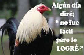 We did not find results for: Imagenes De Gallos Finos Con Frases Bonitas Para Descargar Gratis Imagenes De Gallos