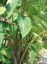 Colocasia is a genus of herbaceous perennials famed for their large foliage which come in a variety of shades and in some different patterns. Colocasia Tiger Stripe Large 5 Tall Clump Of Medium Green Leaves With Some Chartreuse Yellow Flecking The Best T Colocasia Large Leaf Plants Tiger Stripes
