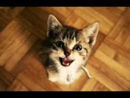 Yavru Kedi Sesi 2017 Youtube