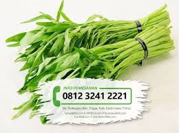 Jual aneka biji tanaman hidroponik, bibit buah, bibit bunga, kaktus, sukulen, hobi dan tips berkebun, manfaat buah dan sayur ::: Jual Benih Biji Sayur Kangkung Caribibit Com