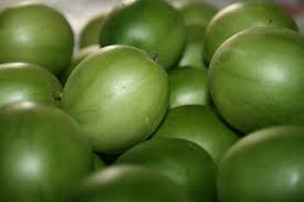 Resultado de imagem para umbuzeiro planta