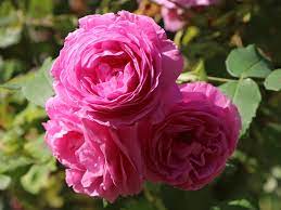 Maybe you would like to learn more about one of these? Historische Rose Louise Odier Schonste Rosen Expertenwissen
