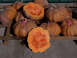 Image result for Cucurbitaceae