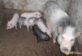 E3radg8 și 57 alți utilizatori consideră că acest răspuns este de ajutor. Purcei Vietnamezi 6 Saptamani Hobby Zoo Ro