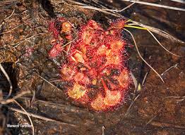 Image result for Drosera burkeana