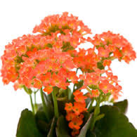Meaning Of Kalanchoes What Do Kalanchoe Plants Mean