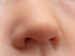Behind the nasal cavity, air next passes through the pharynx, shared with the digestive system, and then into the rest of the respiratory system. Nose Facts Function Diseases Live Science