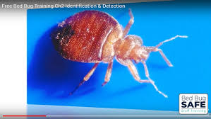 O the following presentation will review. Bed Bug Training