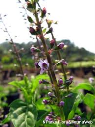 Image result for Ocimum fimbriatum