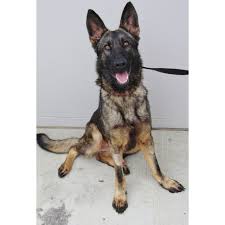 I didn't actually get to see his parents. Bud Large Male Dutch Shepherd X German Shepherd Mix Dog In Qld Petrescue