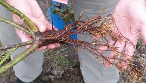 A properly planted healthy tree with a sturdy trunk and root system doesn't need tree supports. How To Plant Bare Root Trees Bare Root Shrubs Gardener S Supply