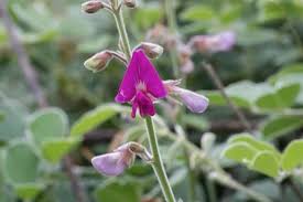 Image result for Tephrosia meisneri