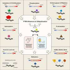 An inventory of crosstalk between ubiquitination and other  post-translational modifications in orchestrating cellular processes