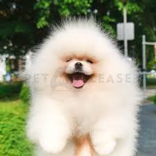 Pomeranian Pet Me Please Sg
