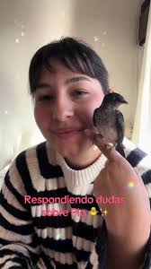 Que Comen Las Golondrinas Bebes