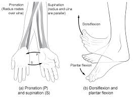 Types Of Body Movements Anatomy And In 2020 Anatomy And Physiology Types Of Muscles Body Joints