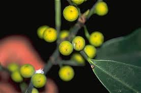 Image result for Ficus barteri