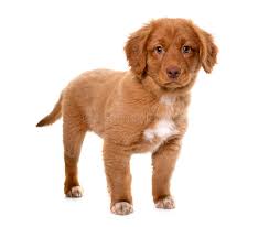 Nova scotia duck tolling retriever breeders. Welpe Nova Scotia Duck Tolling Retriever Stockfoto Bild Von Studio Welpe 67943782