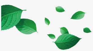 989 leaf vectors & graphics to download leaf 989. Leaf Vector Png Tea Leaves Vector Png Free Transparent Png Download Pngkey