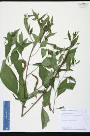 Image result for Laggera decurrens