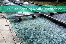 Our guide will run you through questions you need to consider before construction of your catfish pond begins. Is Fish Farming Really Profitable Fish Feed Extruder Machine Price