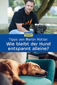 Martin Rutter Live Bei Antenne Bayern Die Antworten Zum Nachhoren Hundehaltung Hunde Welpen Erziehung Hunde Korpersprache