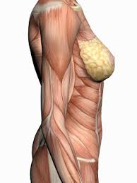 The muscles of the torso shape a person's appearance in many ways. Muscle Human Body Anatomy Human Anatomy Female Anatomy Drawing