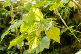 Image result for Sparrmannia