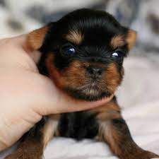 Dog clothes winter hoodie chihuahua clothes dog clothing for puppy yorkie coat. Parti Yorkie Puppies For Sale Tennessee Yorkie Puppy Yorkie Puppy For Sale Yorkie Puppies For Adoption