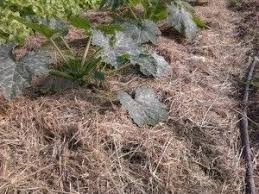 Epingle Sur Jardin