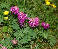 Image result for Eriosema pumilum