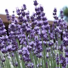 Image result for Lavandula angustifolia Vera