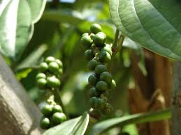 Image result for Keetia zanzibarica