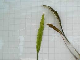 Image result for Aponogeton junceus