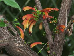 Image result for Halleria lucida