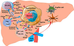 Was founded in 1887 as a general contractor. Frontiers Natural Killer Cells And Regulatory T Cells Cross Talk In Hepatocellular Carcinoma Exploring Therapeutic Options For The Next Decade Immunology