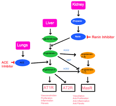 Image result for ACE Inhibitor