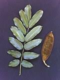 Image result for Millettia makondensis