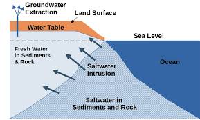 Image result for Farquharia elliptica
